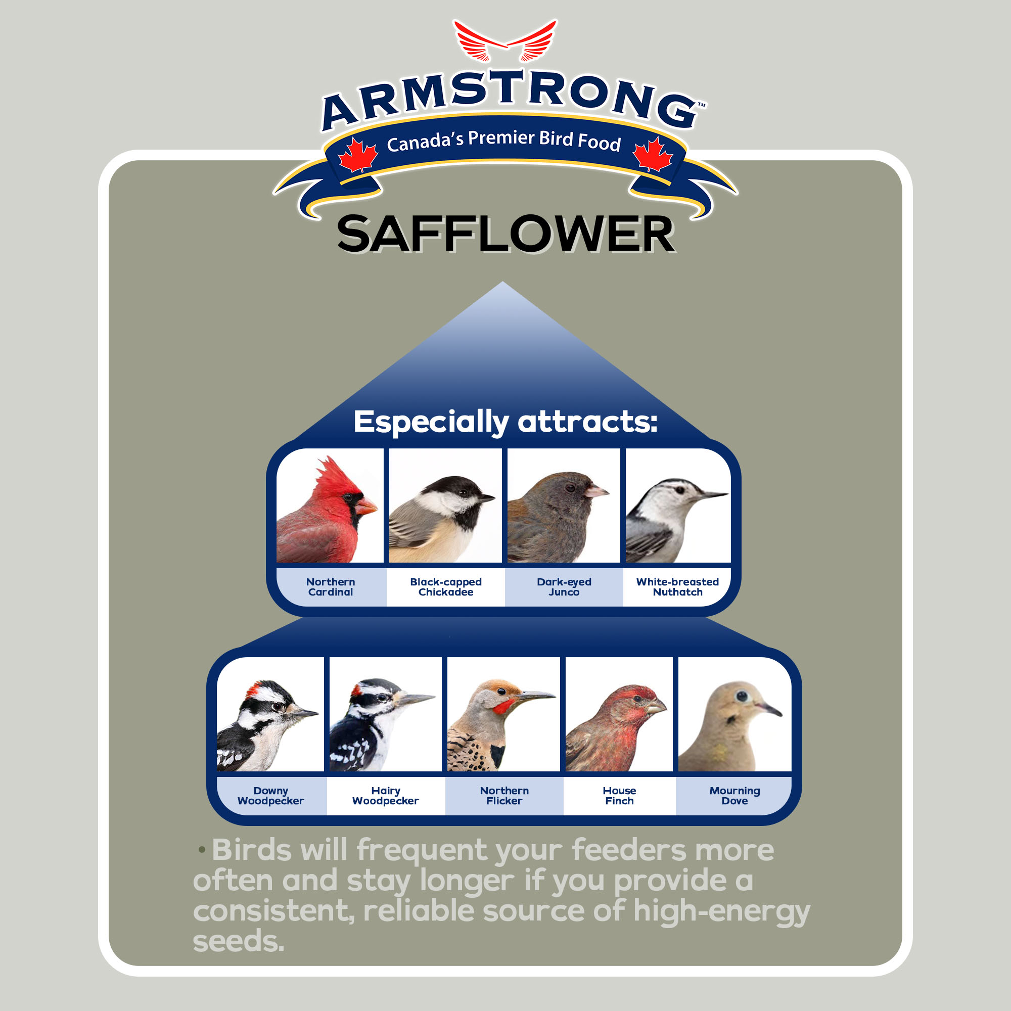 Armstrong Wild Bird Food Safflower Wild Bird Seed for High Energy, 20Lbs